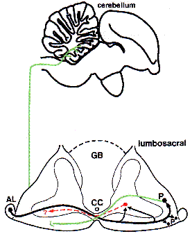 wpe0ce1151.gif